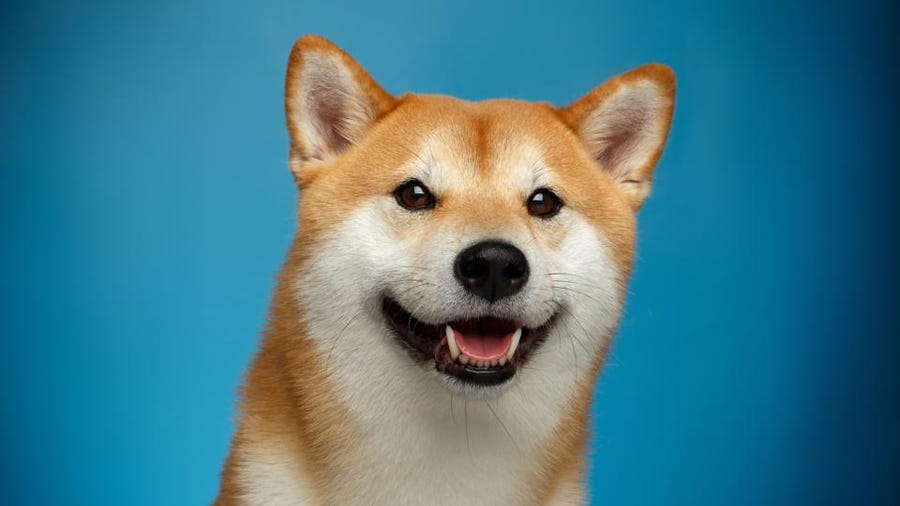 ¿Crecerá Dogecoin?