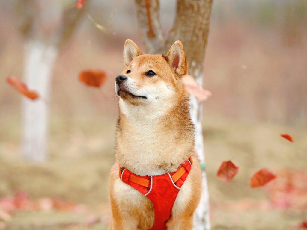 ¿Cómo minar Dogecoin? Monedero dogecoin